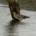 Der seltene Brachvogel Der seltene Brachvogel